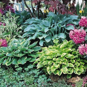 Hosta plant with colorful foliage in green and yellow shades.