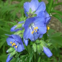 Jacob's Ladder flower spike with blue blossoms.