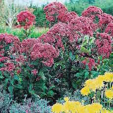 joe-pye-weed