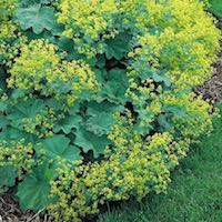 lady's mantle growing at the edge of a garden bed