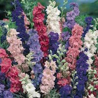 larkspur mix of colors.