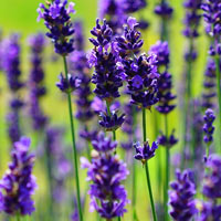 lavender plant blooms.