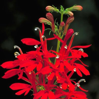 Bright-scarlet perennial lobelia flower spikes.