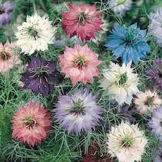 Nigella, love-in-a-mist