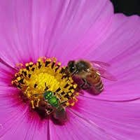 Bees love cosmos flowers.