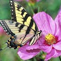 Butterflies love cosmos flowers.