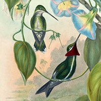 Hummingbirds love morning glory flowers.