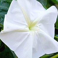 Giant evening and night blooming vines that grow 10 to 15 feet tall.