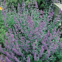 shrubby growth and flowers of Select Blue catmint