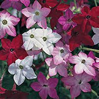 Nicotiana adds bright colors and fragrance to your bouquets.