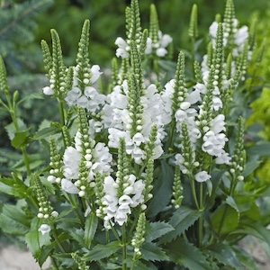 Obedience plant blooming.