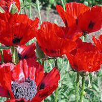 Oriental poppies blooming.