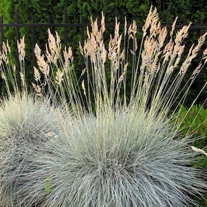 ornamental grass