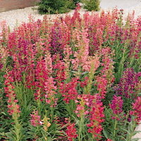 penstemon