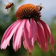 Echinacea bloom.