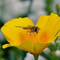 California poppies in bloom.