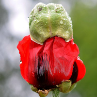 Bright red and black Oriental poppy bud emerging