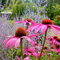 Russian Sage plants growing with purple coneflowers