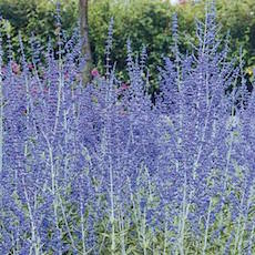 Russian sage topped in blue blooms