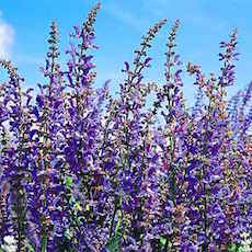 Bright blue salvia blooms