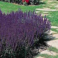 Salvia 
							blue Queen blooms.