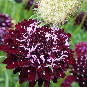 Scabiosa