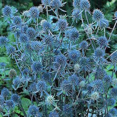 sea holly