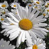 Alaska Shasta Daisy blooming.