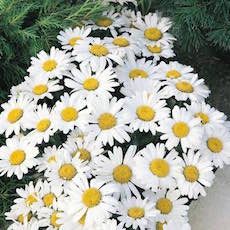 Delphinium white shasta daisy with ladybug