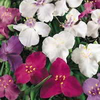 spiderwort blooms in white, red, and purple