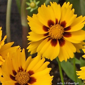 Sterntaler Coreopsis