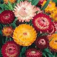 Strawflowers have a long bloom season and are superb for cutting.