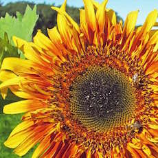 Grow sunflowers in your cutting garden.