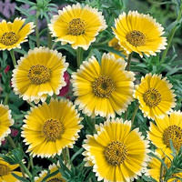 Tidytips, yellow blooms with white petal tips