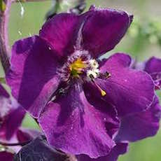 Purple verbascum