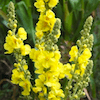 Purple verbascum flowers.