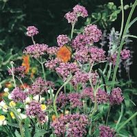 upright flower spikes of verbena bonarienis