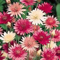 Xeranthemum flowers are great cut flowers, fresh or dried.