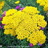 Flower head of Cloth of Gold yarrow