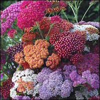 Flowerburst Red Shades common yarrow blooms in red, rose, and pink shades.