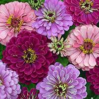Zinnias are excellent for cutting.