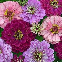 Zinnias are excellent for cutting.