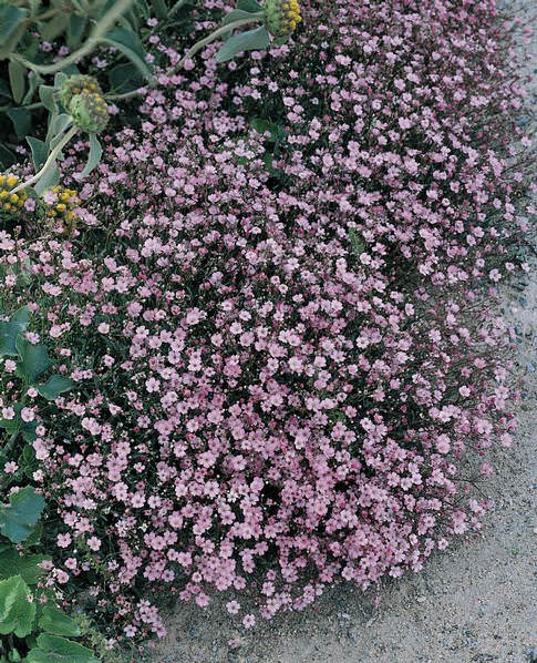 Babys Breath Seeds (annual) - Pink - Packet, Flower Seeds, Eden Brothers