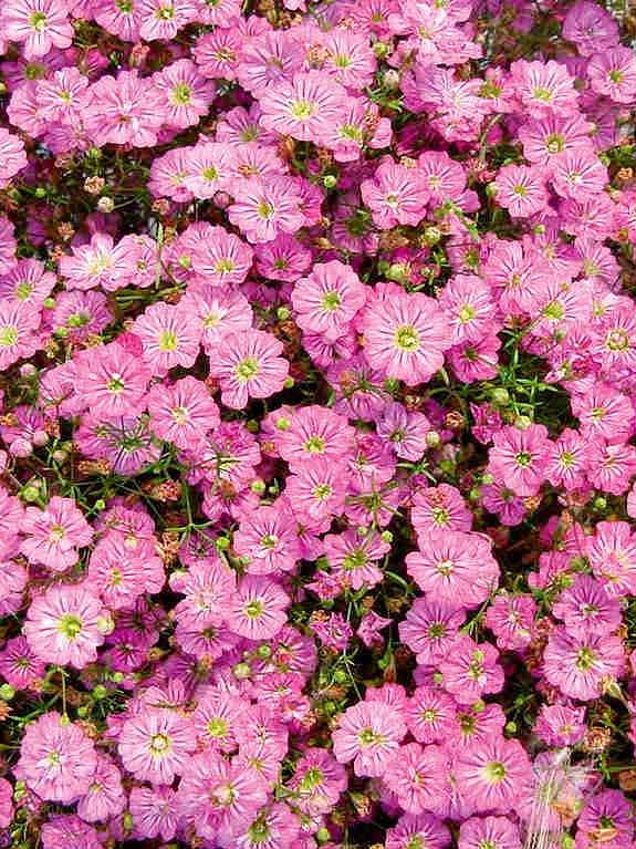 Gypsy Deep Rose baby's breath seeds - Gypsophila muralis