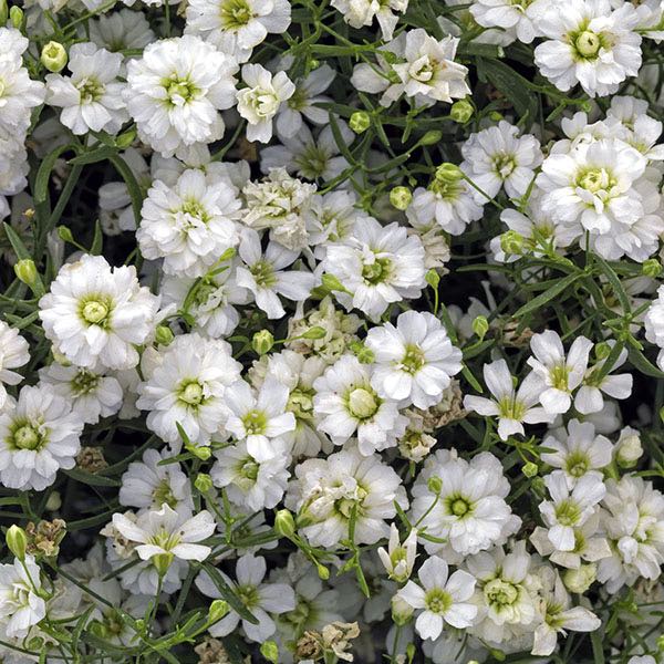 Gypsy White Improved baby's breath Gypsy White Improved baby's breath flowers