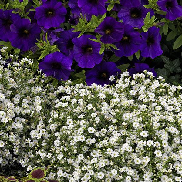 Gypsy White Improved baby's breath in garden border.