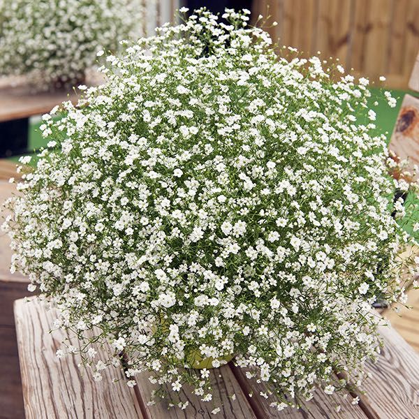 Gypsy White Improved baby's breath Gypsy White Improved baby's breath seeds - Gypsophila muralis