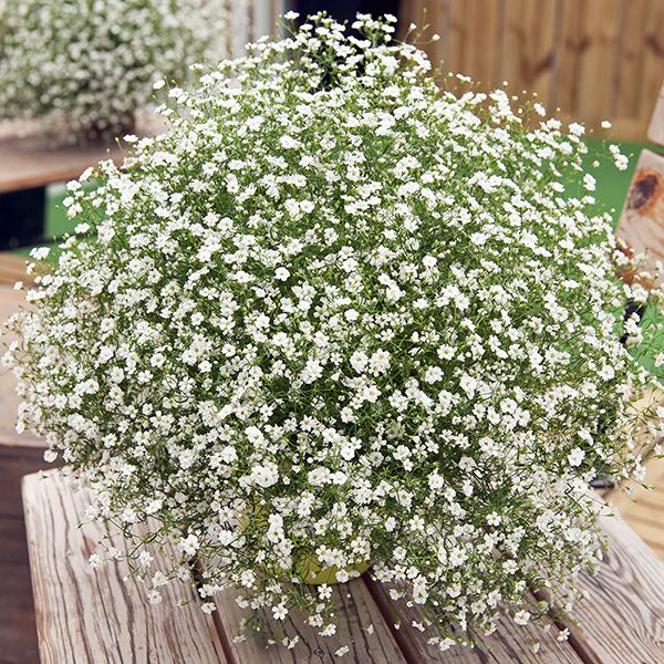 Gypsy White Improved baby's breath seeds - Gypsophila muralis