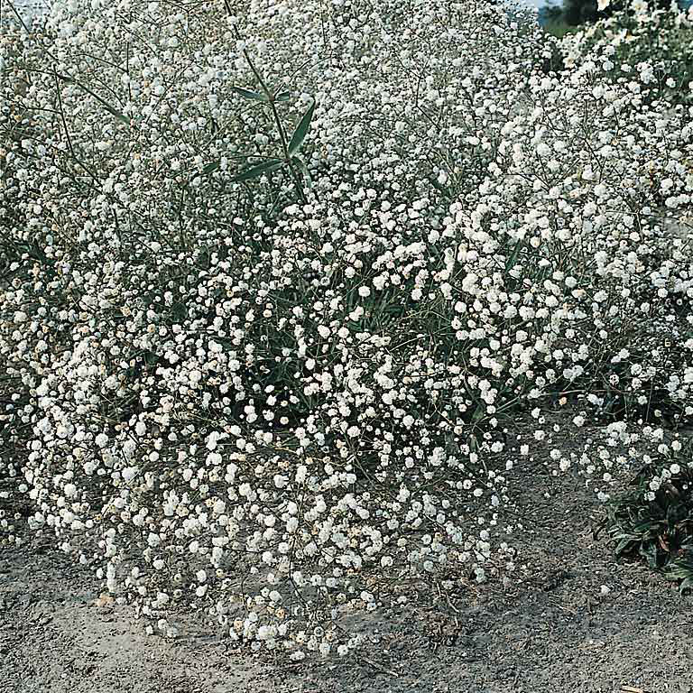 Creeping Babys Breath Ground Cover Seeds gypsophila Repens White