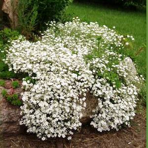 Baby's breath White Creeping - Gypsophila repens baby's breath